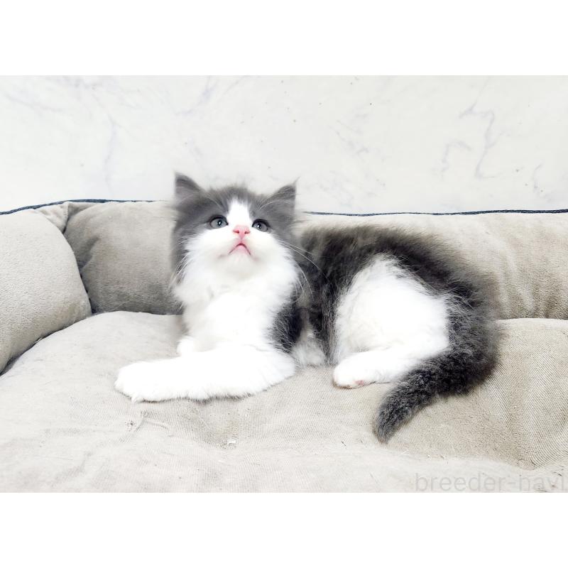 成約済の北海道のノルウェージャンフォレストキャット-135294の2枚目