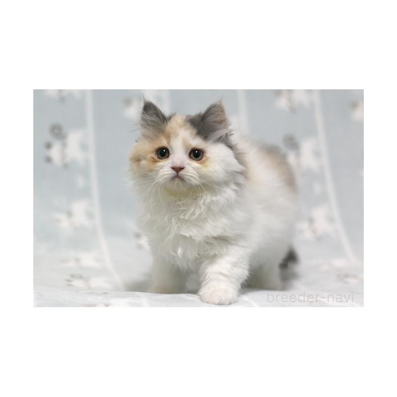 販売中の群馬県のミヌエット-133570の5枚目