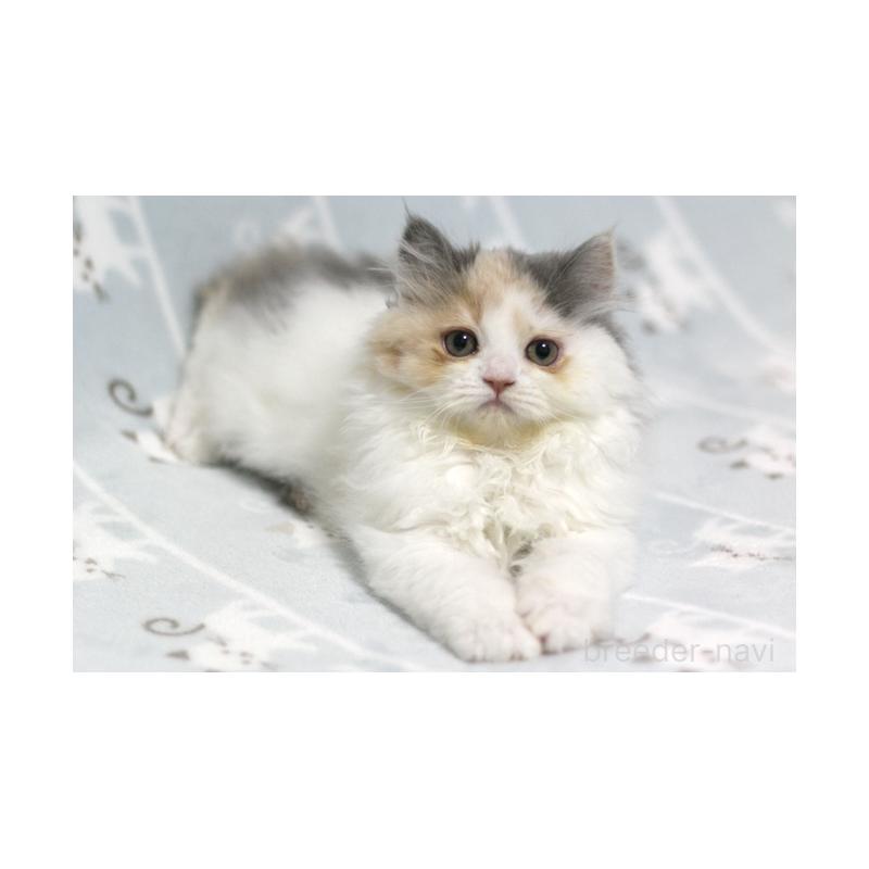 販売中の群馬県のミヌエット-133570の4枚目