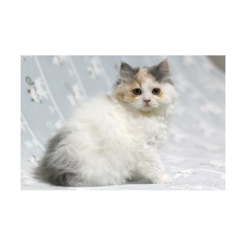 販売中の群馬県のミヌエット-133570の3枚目