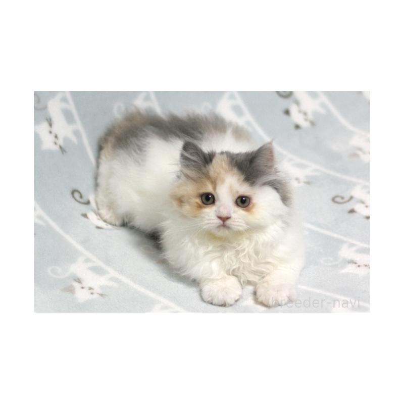 販売中の群馬県のミヌエット-133570の2枚目