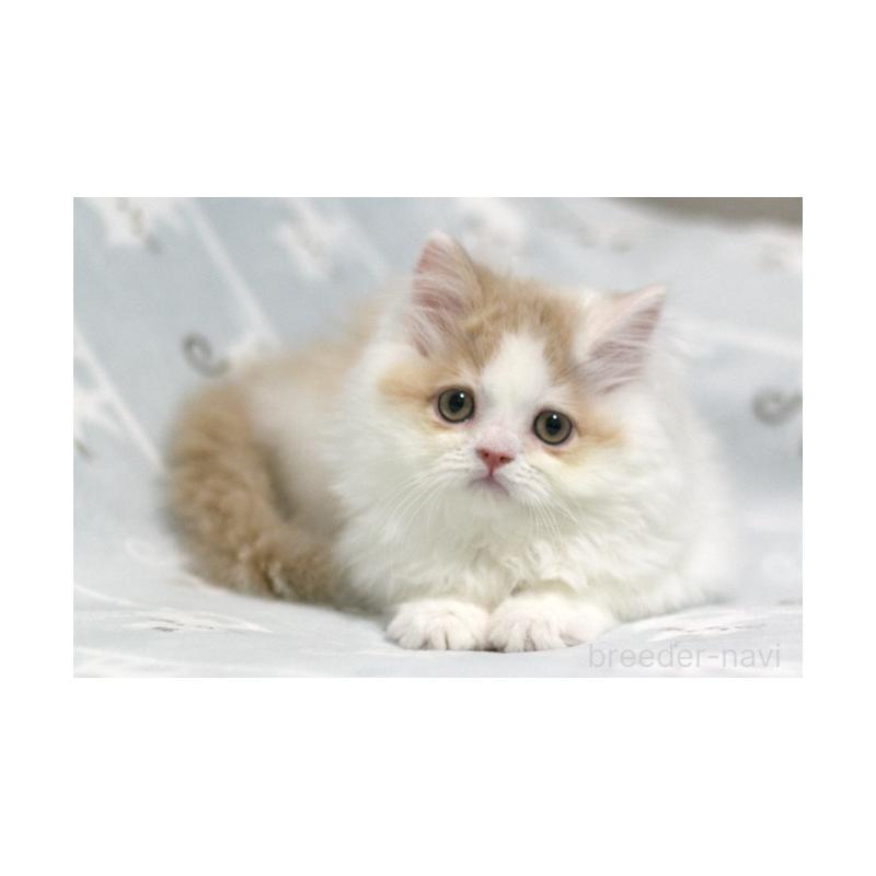 販売中の群馬県のミヌエット-133571の5枚目