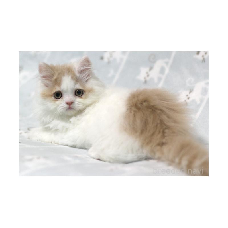 販売中の群馬県のミヌエット-133571の4枚目