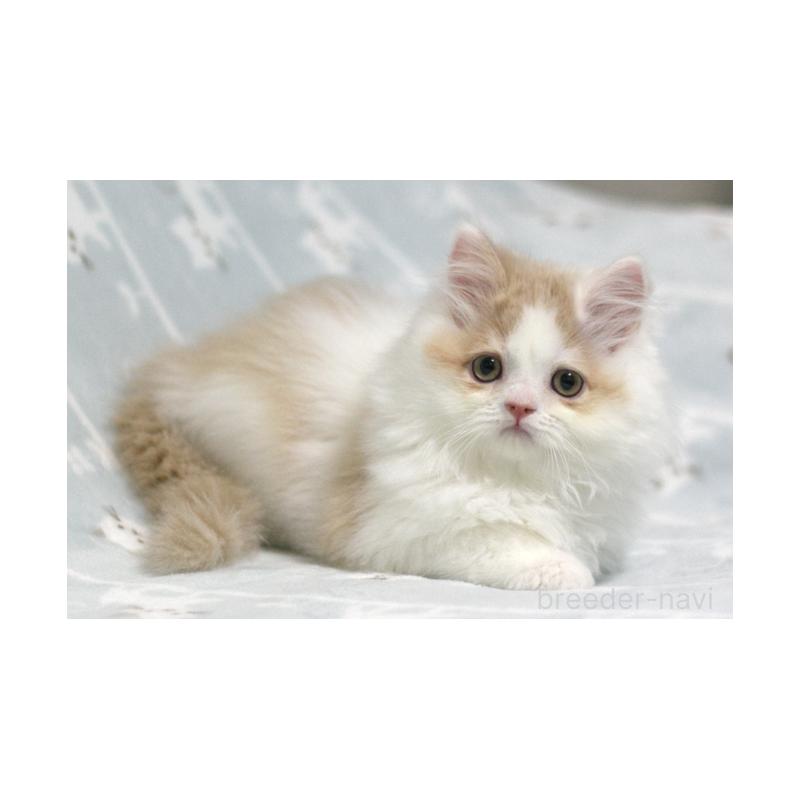 販売中の群馬県のミヌエット-133571の3枚目