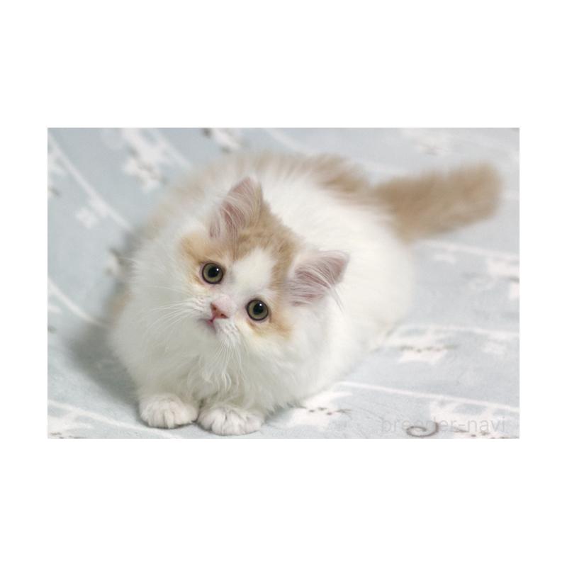 販売中の群馬県のミヌエット-133571の2枚目