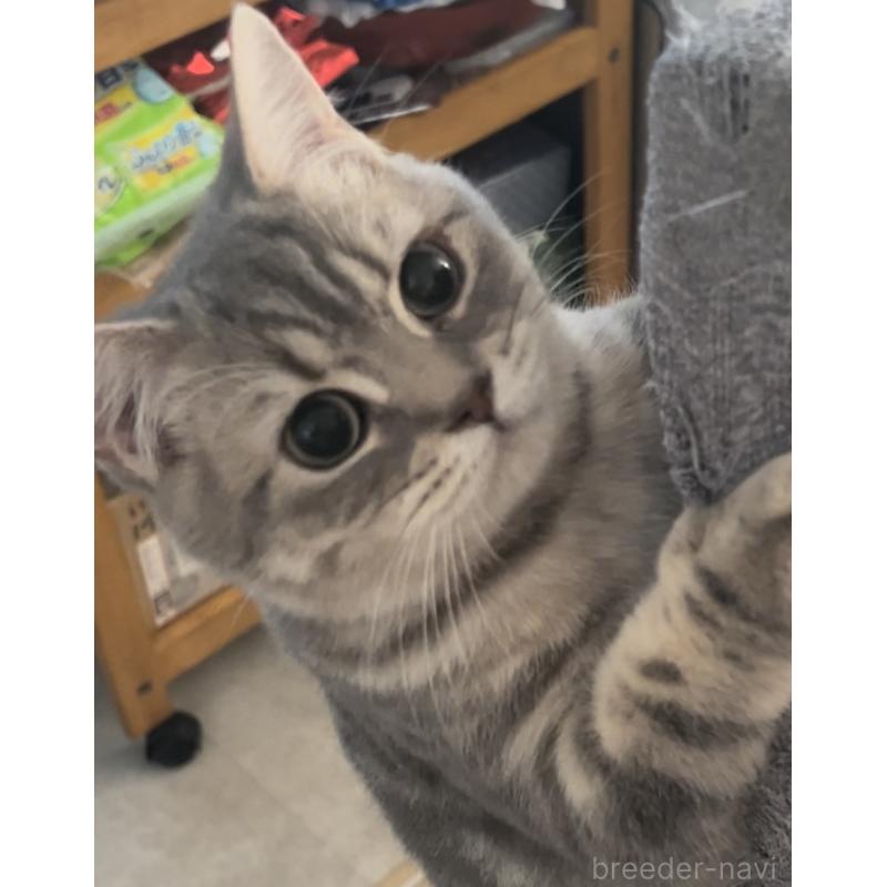 成約済の兵庫県のブリティッシュロングヘア-133976の3枚目