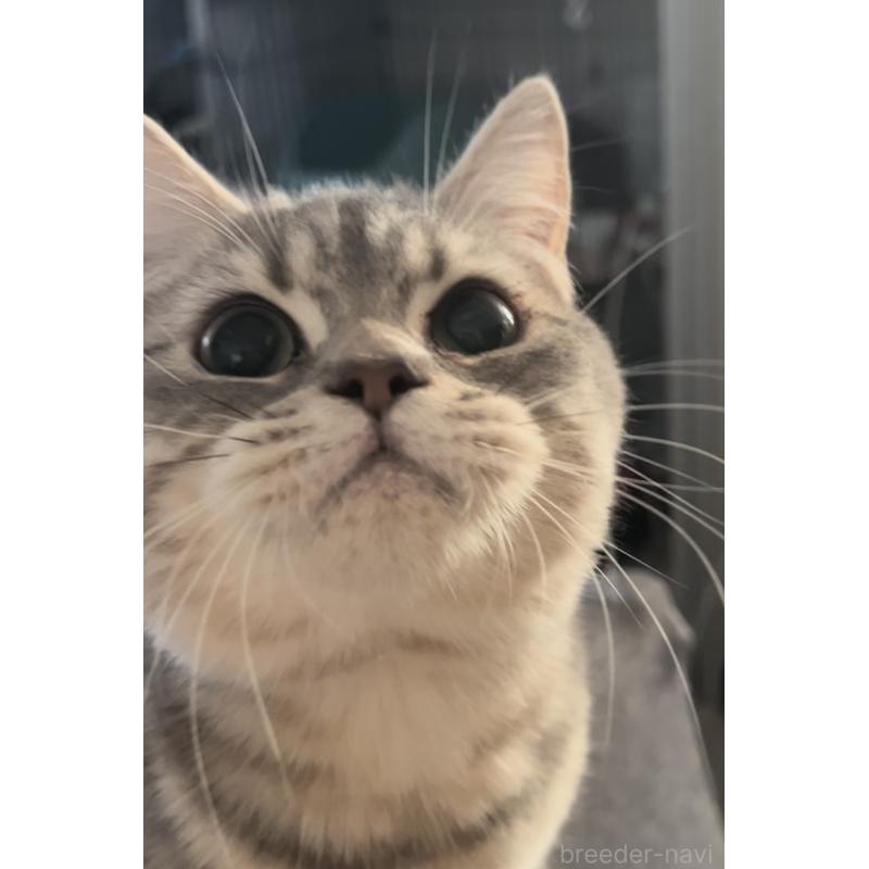 成約済の兵庫県のブリティッシュロングヘア-133976の2枚目