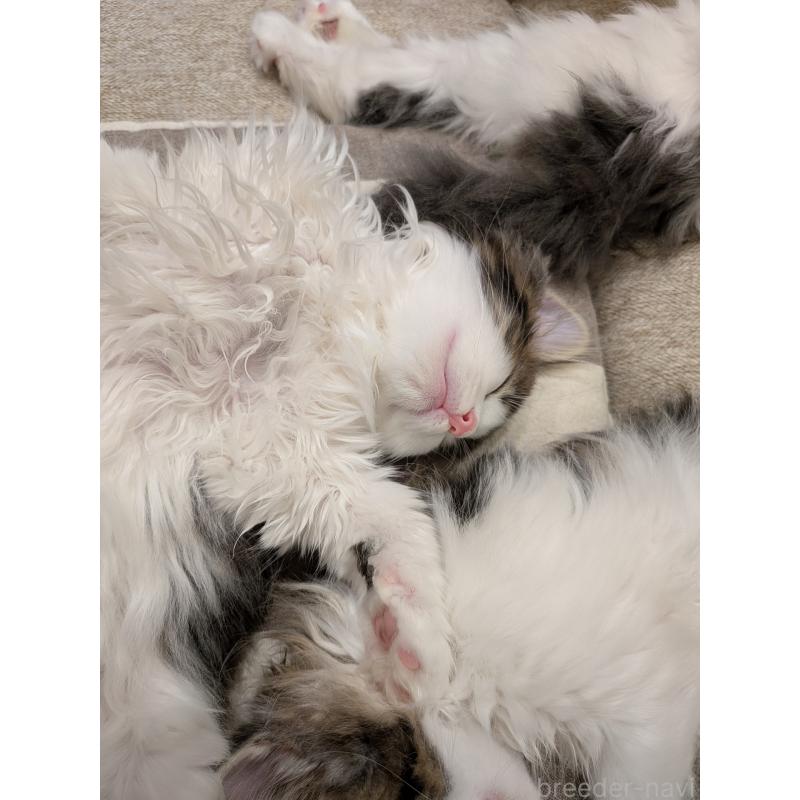 販売中の埼玉県のノルウェージャンフォレストキャット-134153の9枚目