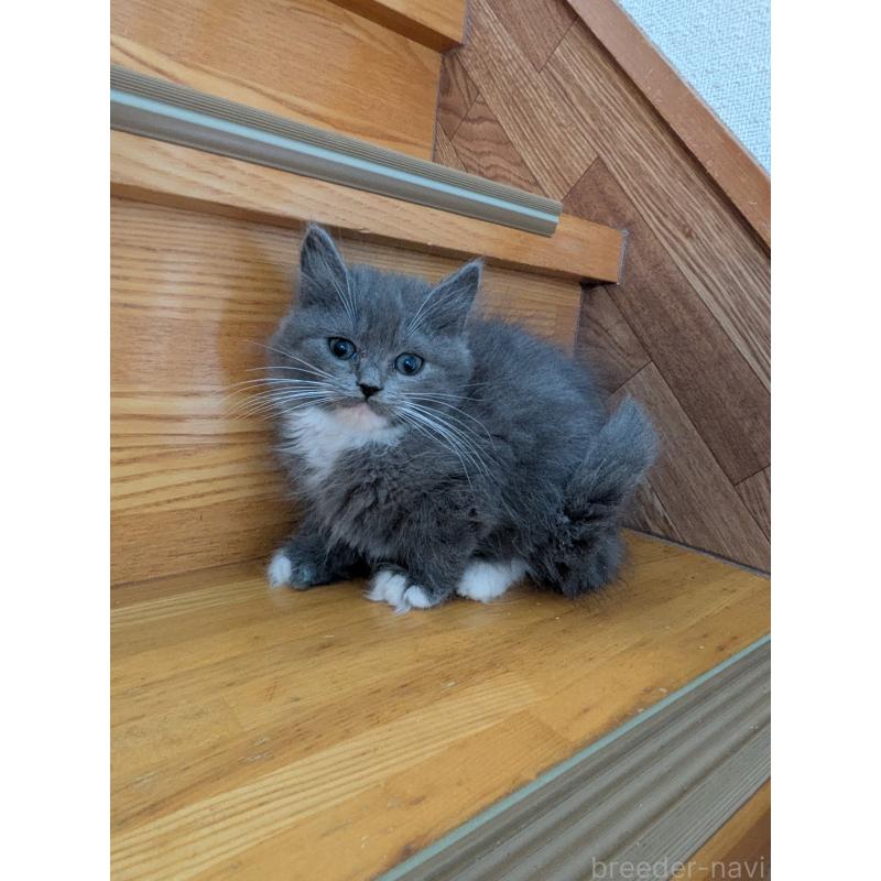 販売中の三重県のサイベリアン-135697の1枚目