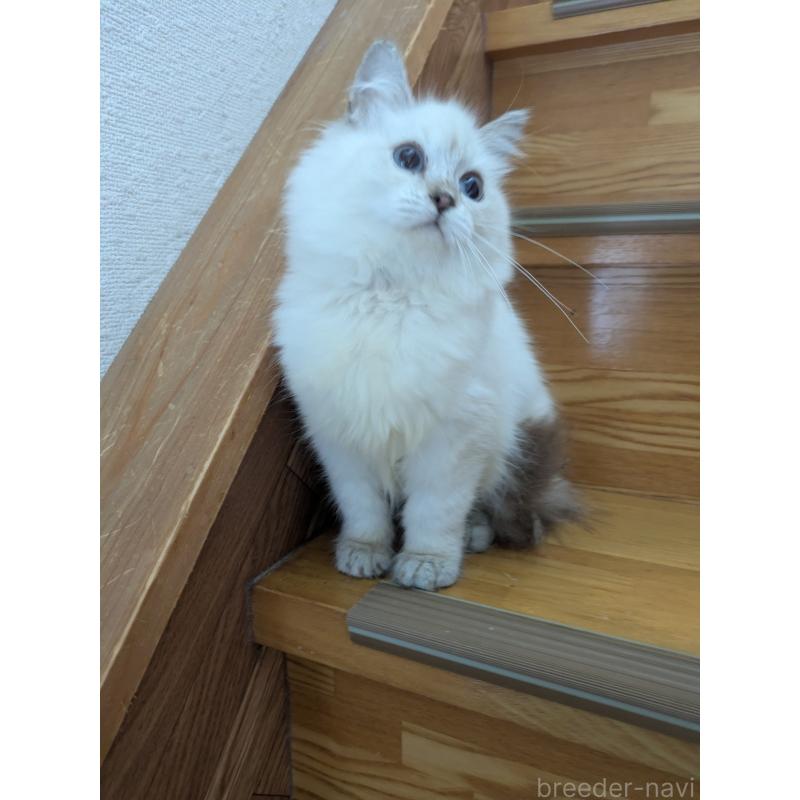 販売中の三重県のサイベリアン-135707