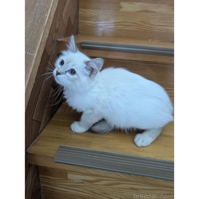 販売中の三重県のサイベリアン-135708