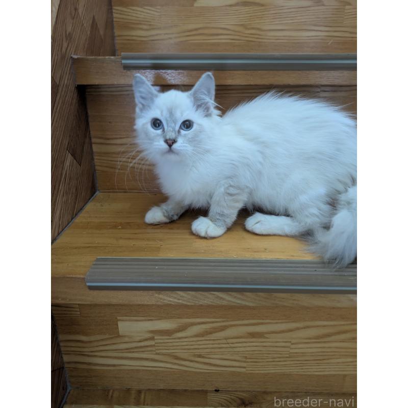 販売中の三重県のサイベリアン-135709