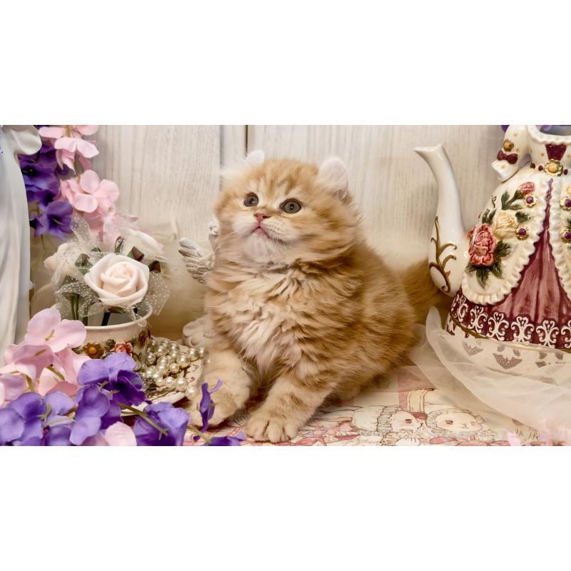 販売中の埼玉県のアメリカンカール-135710の4枚目