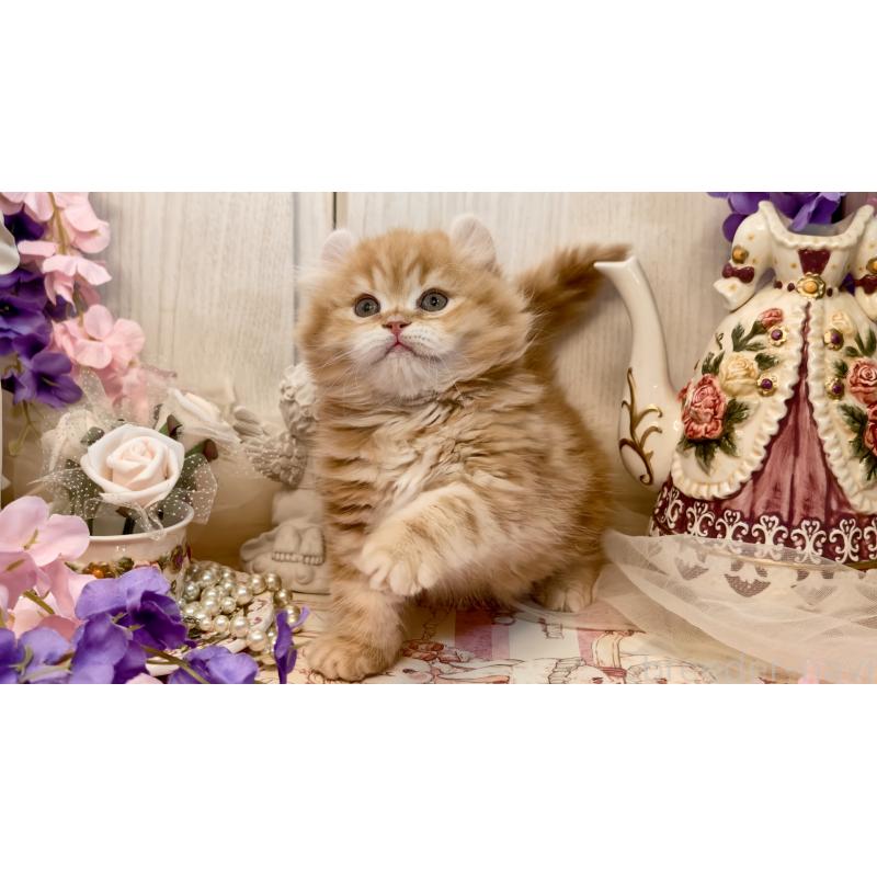 販売中の埼玉県のアメリカンカール-135710の2枚目