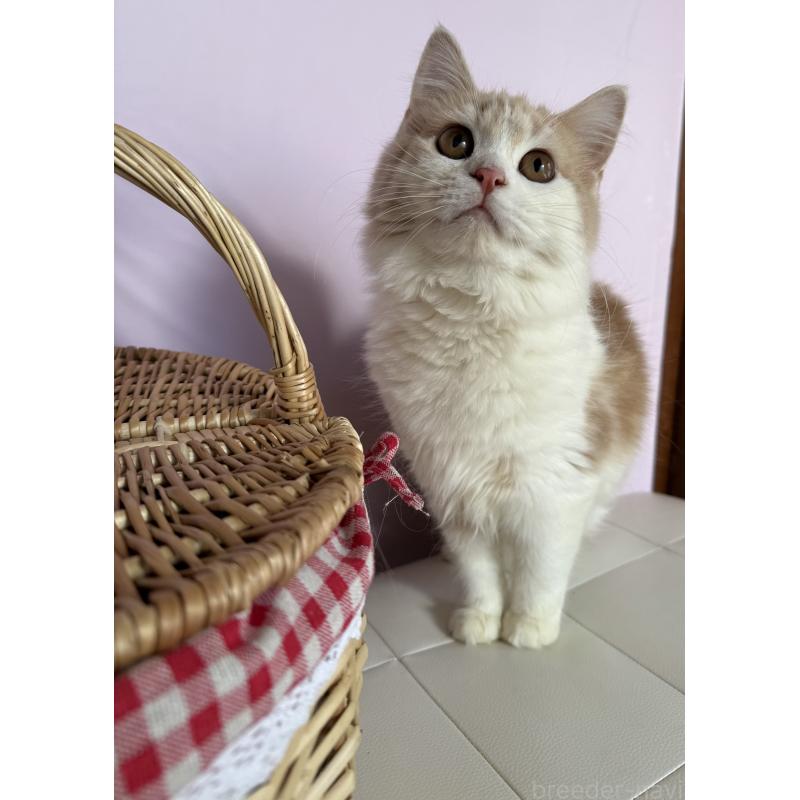 成約済の千葉県のサイベリアン-134274の5枚目