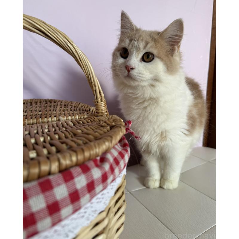 成約済の千葉県のサイベリアン-134274の4枚目