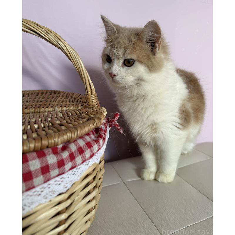 成約済の千葉県のサイベリアン-134274の3枚目