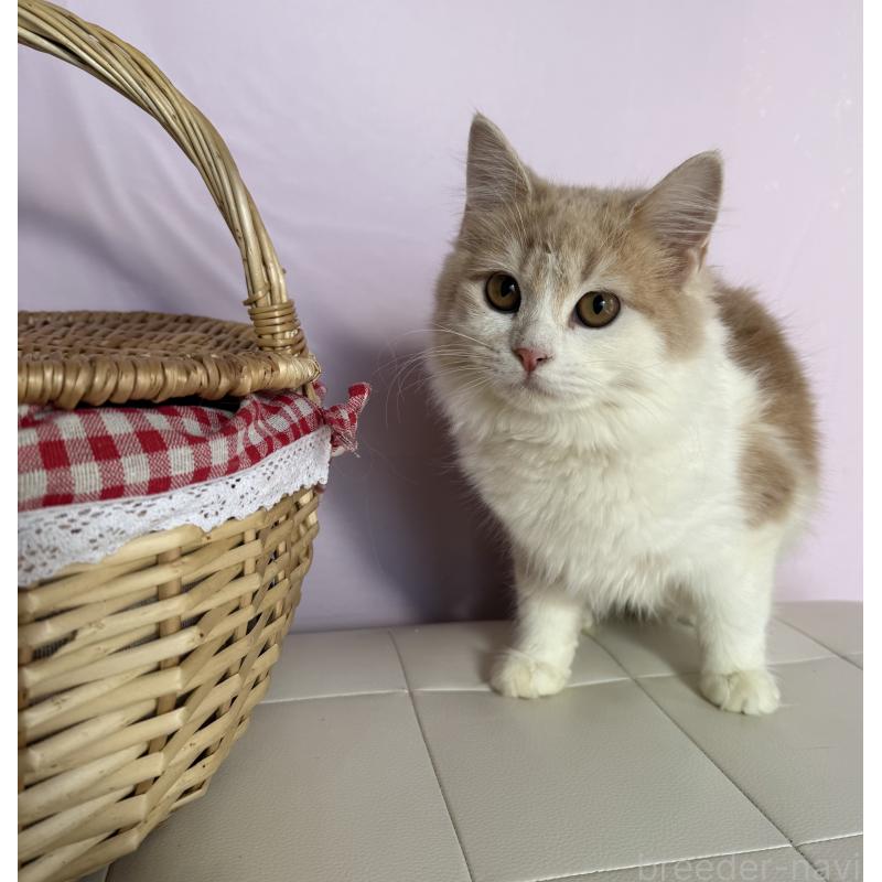 成約済の千葉県のサイベリアン-134274の2枚目