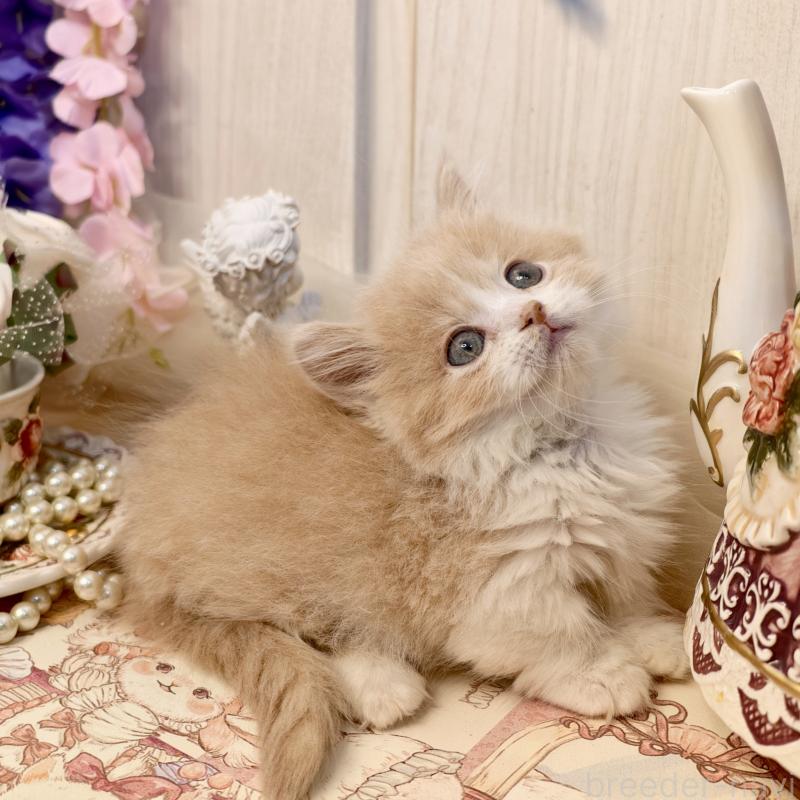 販売中の埼玉県のマンチカン(短足)-135711の1枚目