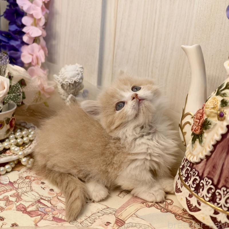 販売中の埼玉県のマンチカン(短足)-135711の6枚目