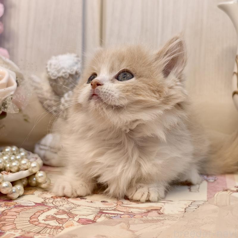 販売中の埼玉県のマンチカン(短足)-135711の5枚目