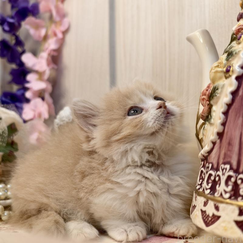 販売中の埼玉県のマンチカン(短足)-135711の4枚目