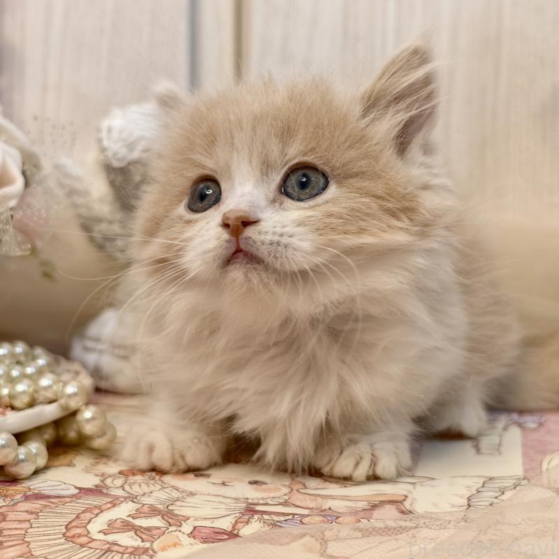 販売中の埼玉県のマンチカン(短足)-135711の3枚目