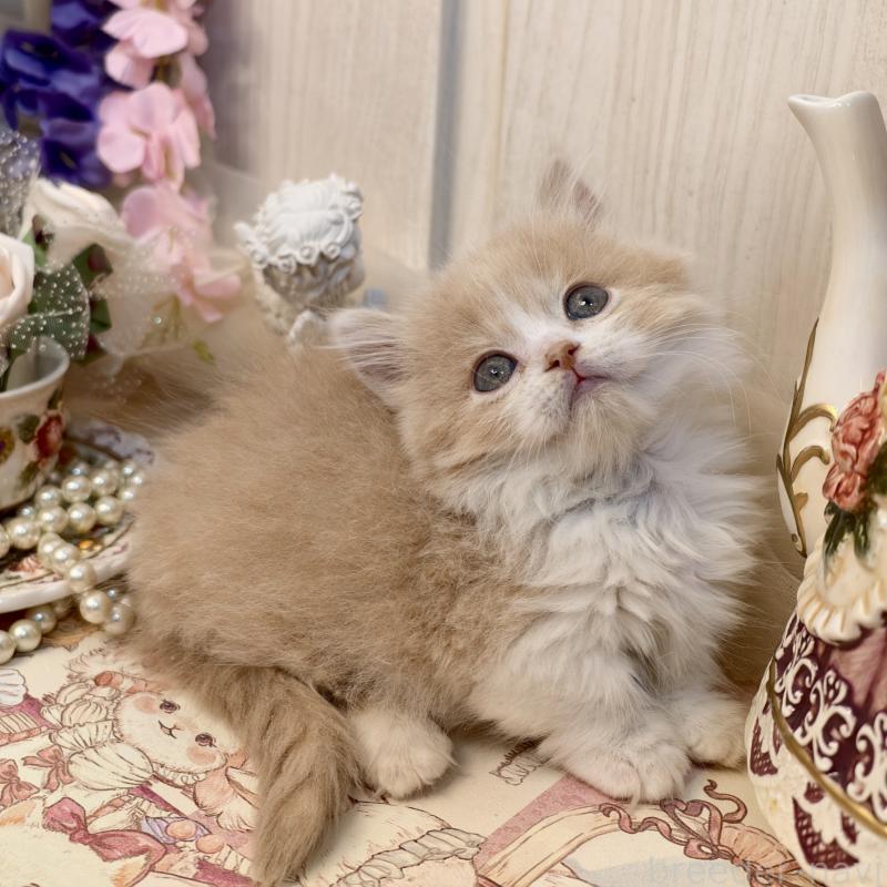 販売中の埼玉県のマンチカン(短足)-135711の2枚目