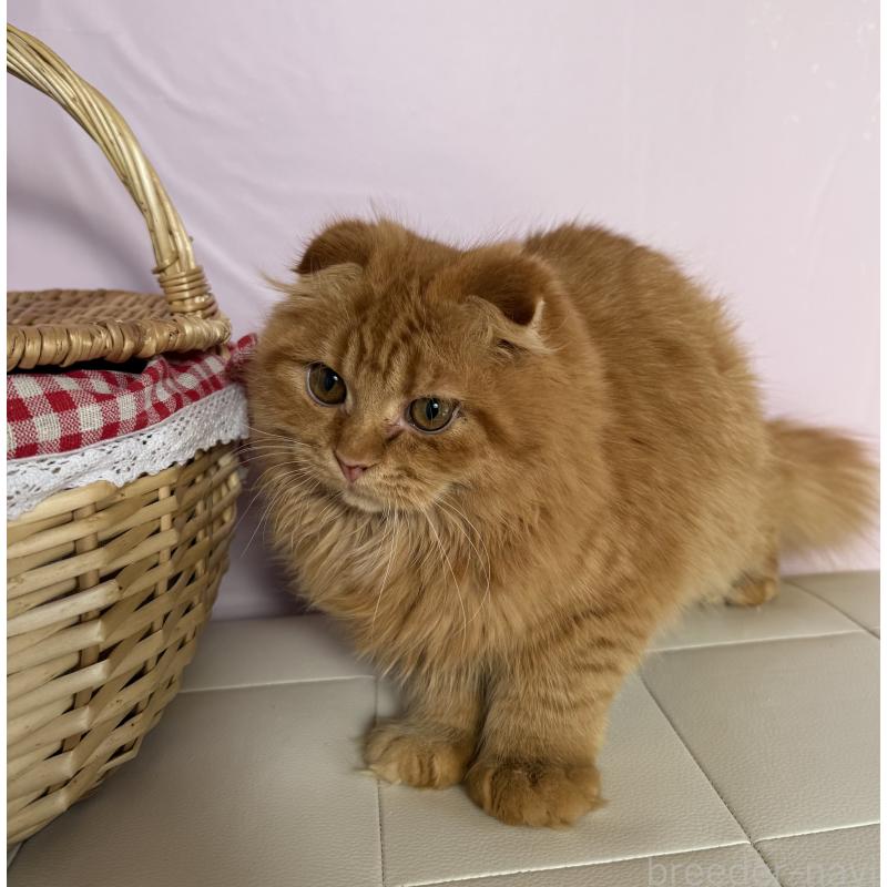 販売中の千葉県のスコティッシュフォールド(折れ耳)-134276の3枚目