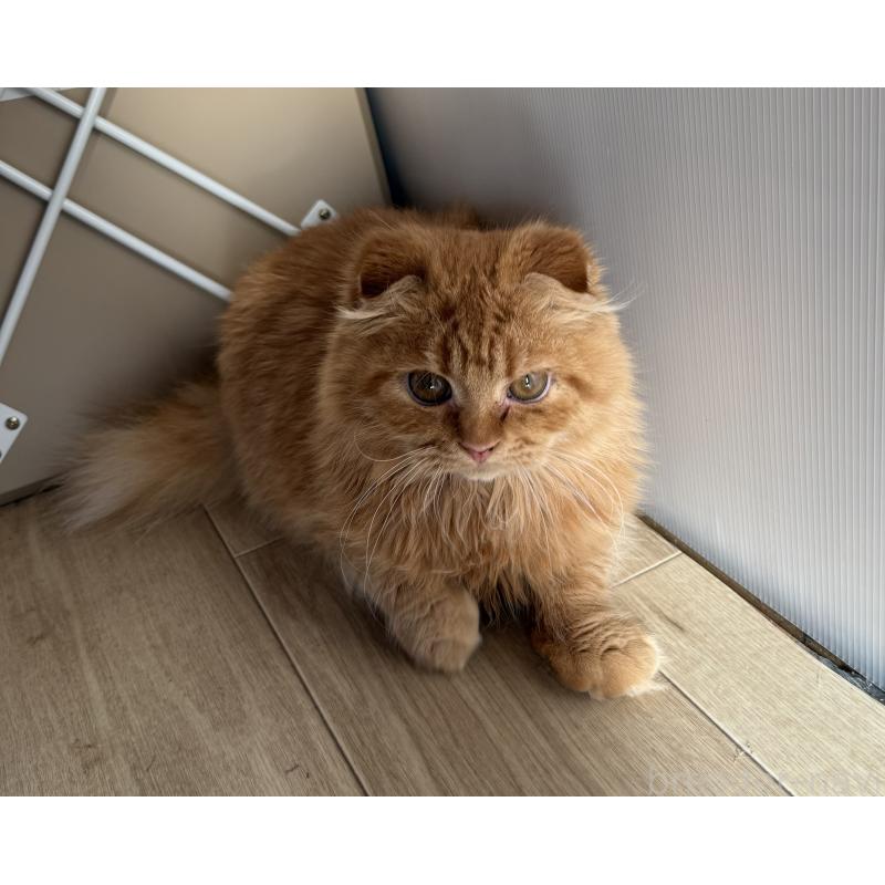 販売中の千葉県のスコティッシュフォールド(折れ耳)-134276の2枚目