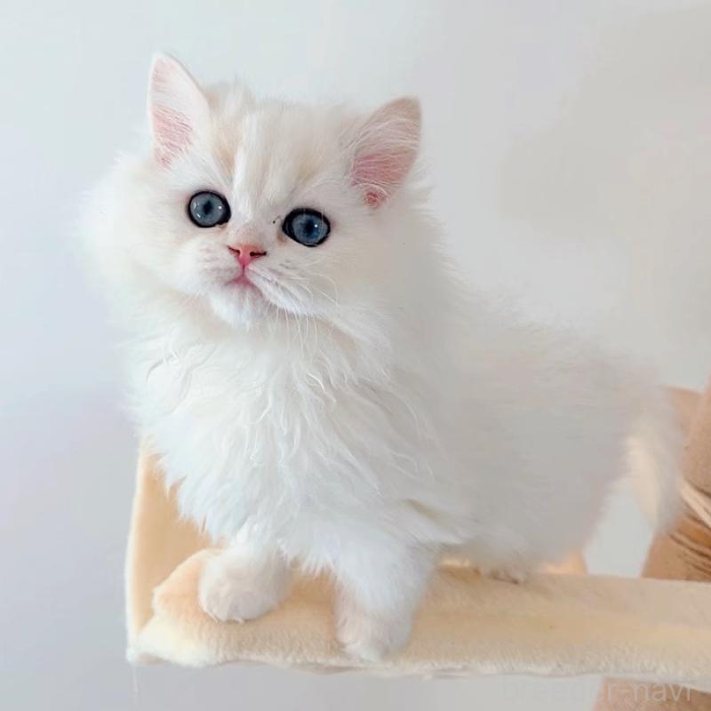 販売中の大阪府のブリティッシュショートヘア-134779