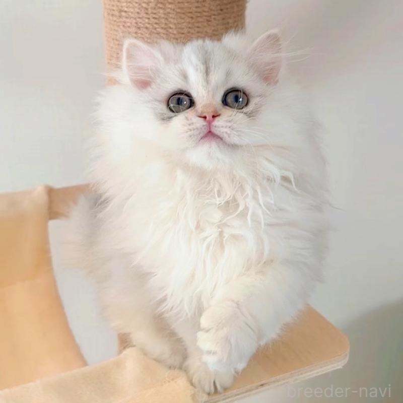 販売中の大阪府のブリティッシュロングヘア-135655の1枚目