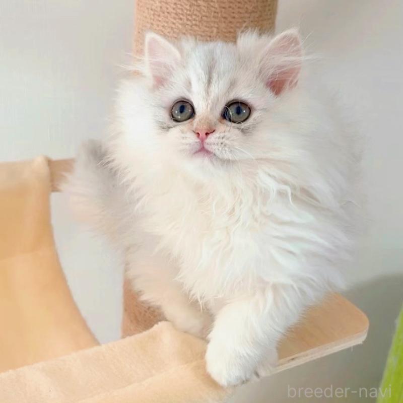 販売中の大阪府のブリティッシュロングヘア-135655の4枚目