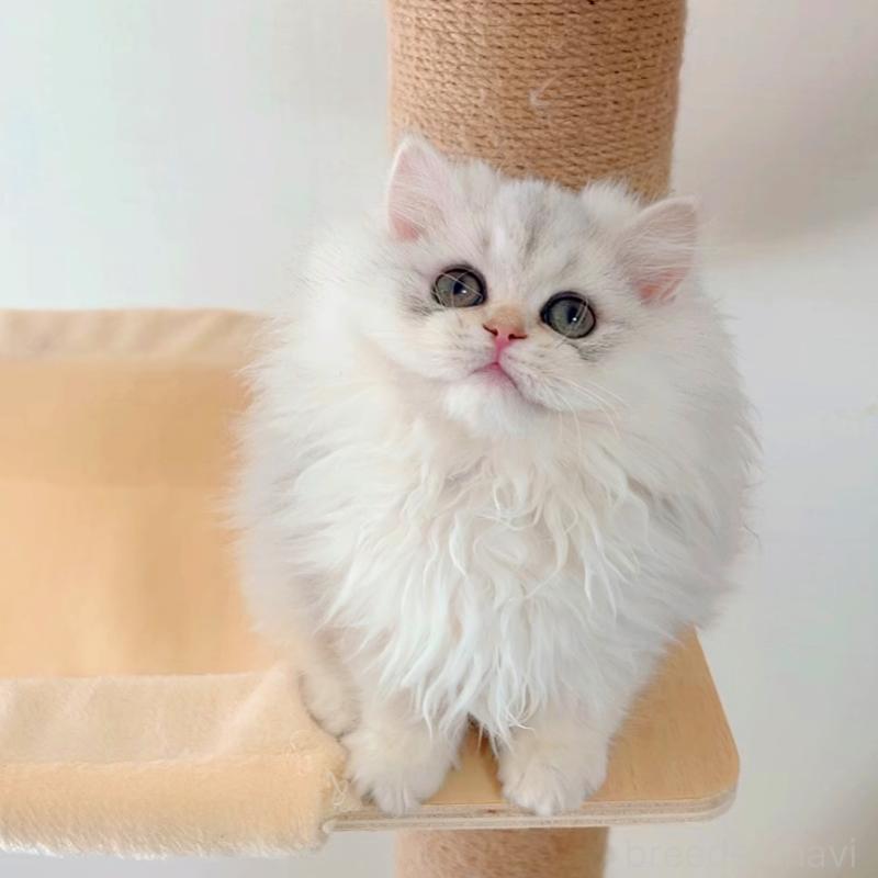 販売中の大阪府のブリティッシュロングヘア-135655の5枚目