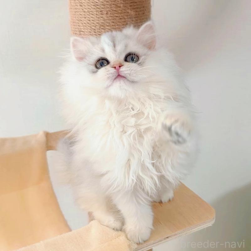 販売中の大阪府のブリティッシュロングヘア-135655の3枚目