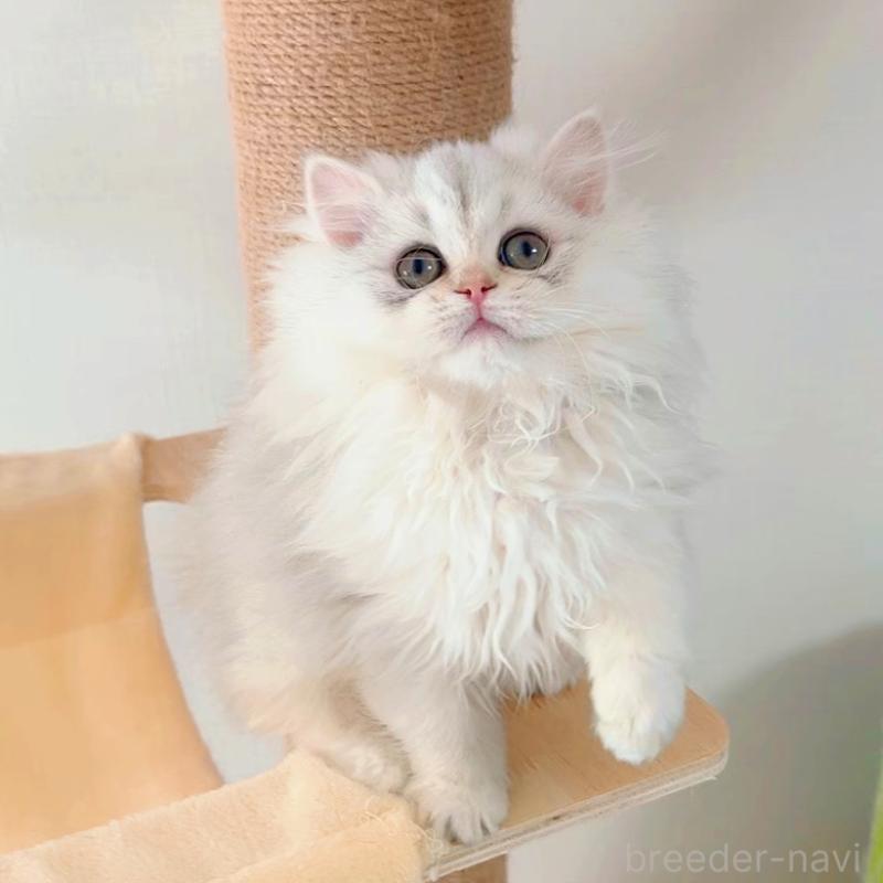 販売中の大阪府のブリティッシュロングヘア-135655の2枚目