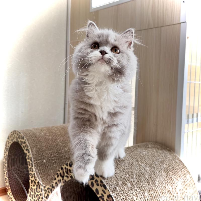 販売中ののブリティッシュロングヘア-128808