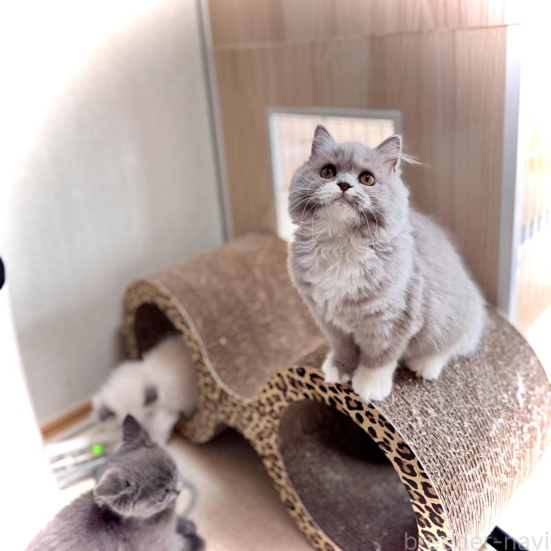 成約済の三重県のブリティッシュロングヘア-128808の2枚目