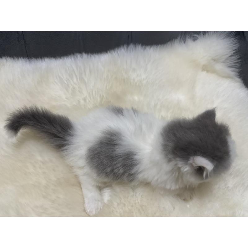 販売中の鹿児島県のミヌエット(短足)-135658の8枚目