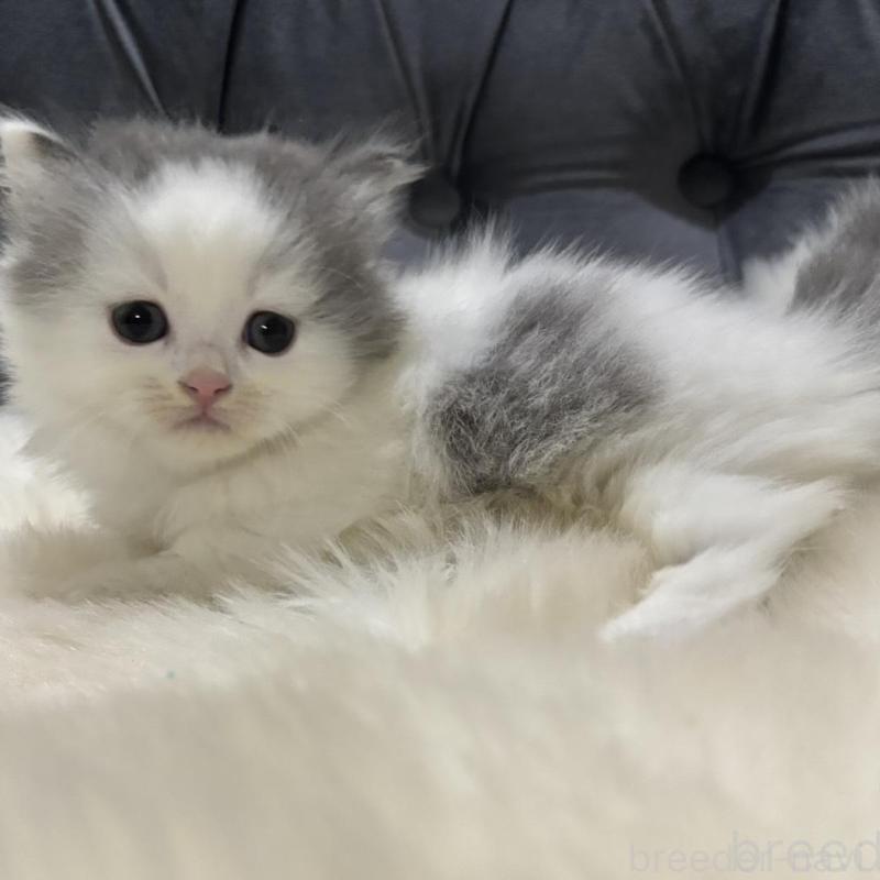 販売中の鹿児島県のミヌエット(短足)-135658の7枚目