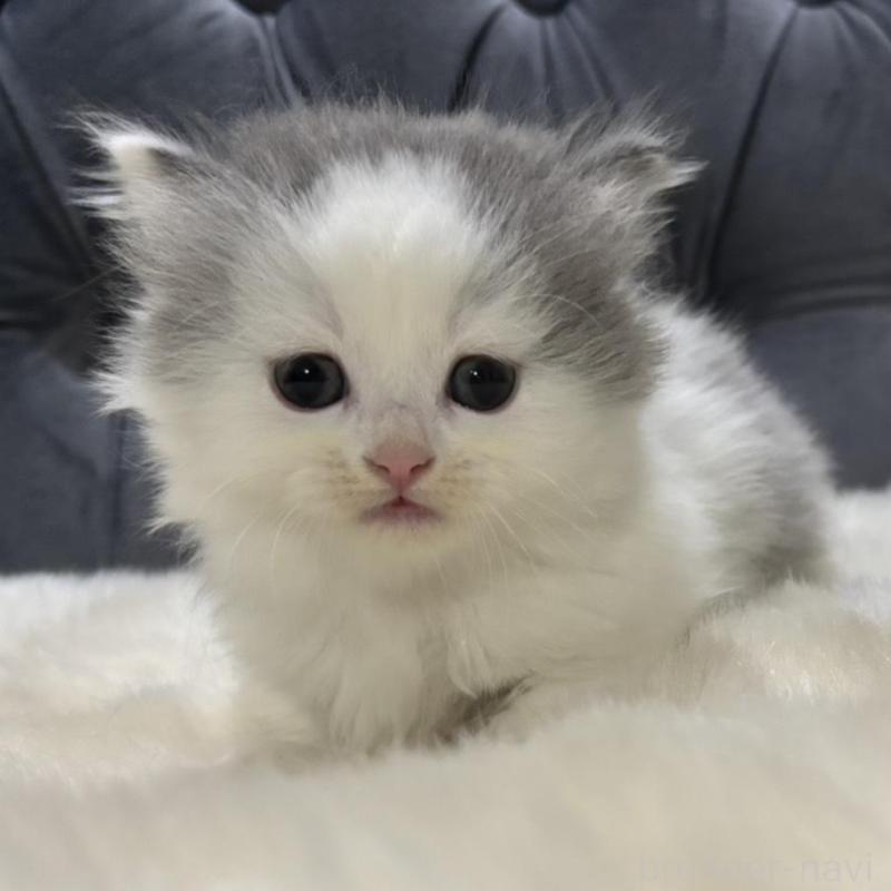 販売中の鹿児島県のミヌエット(短足)-135658