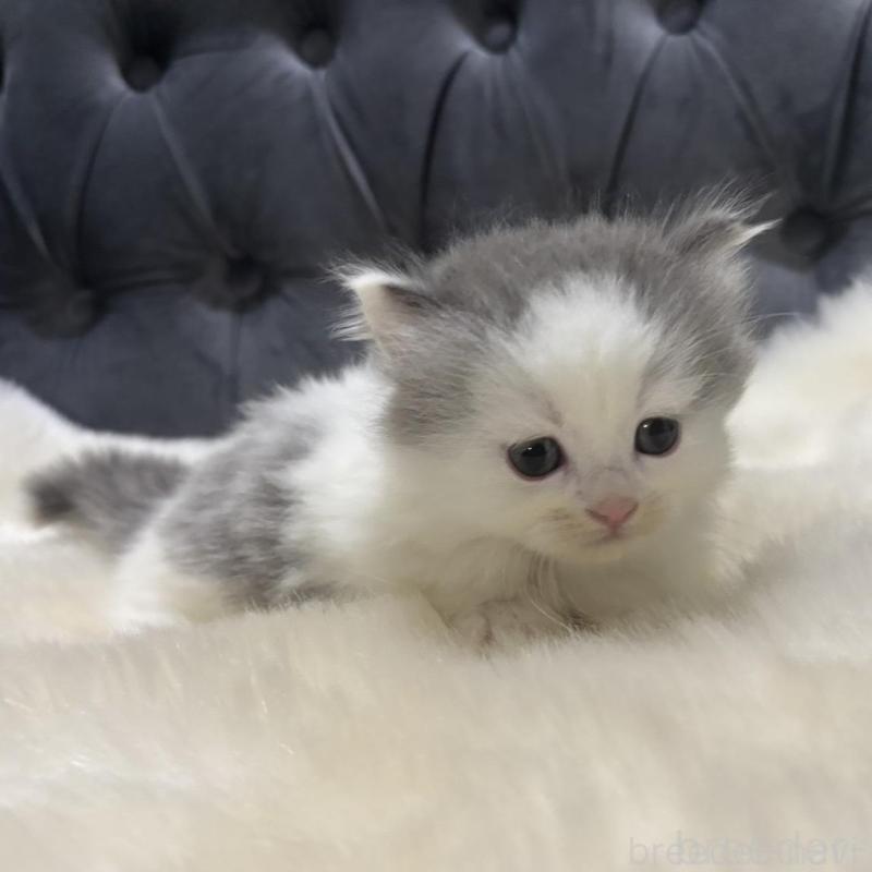 販売中の鹿児島県のミヌエット(短足)-135658の6枚目