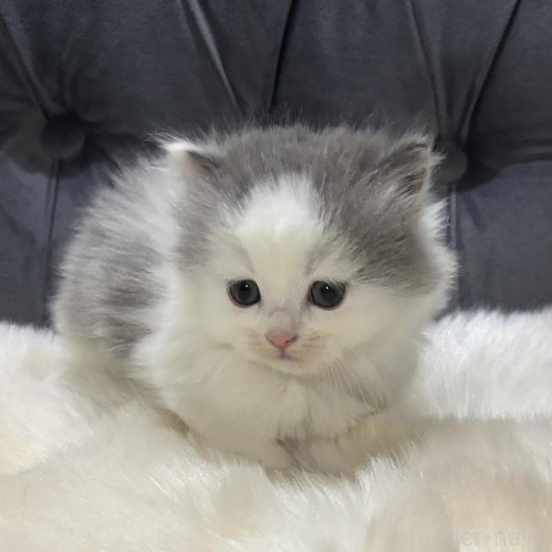 販売中の鹿児島県のミヌエット(短足)-135658の5枚目