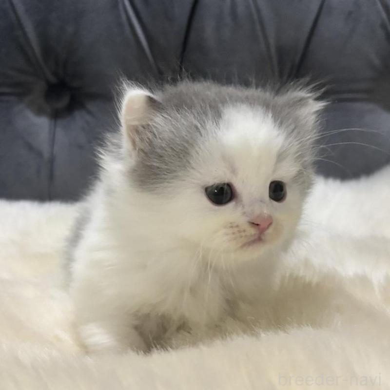 販売中の鹿児島県のミヌエット(短足)-135658の4枚目