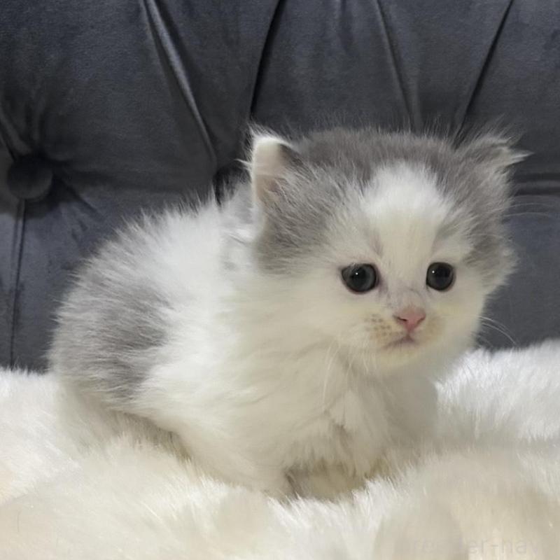 販売中の鹿児島県のミヌエット(短足)-135658の3枚目