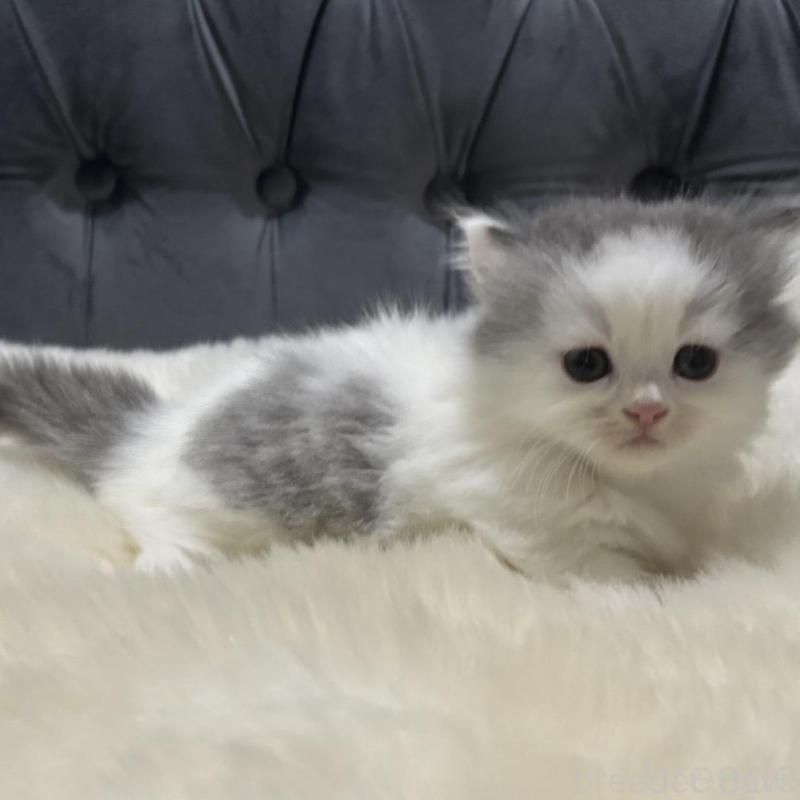 販売中の鹿児島県のミヌエット(短足)-135658の2枚目