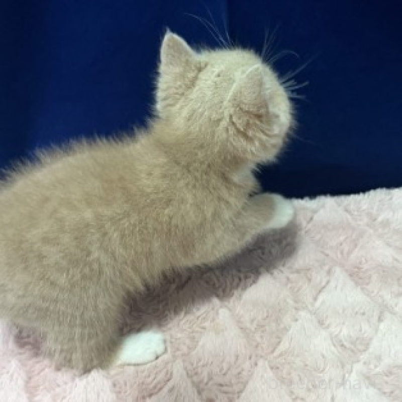 販売中の富山県のマンチカン-135659の5枚目