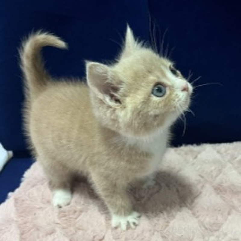 販売中の富山県のマンチカン-135659の4枚目