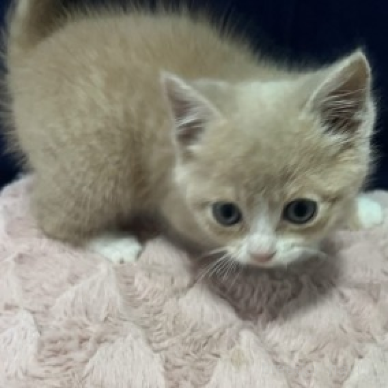 販売中の富山県のマンチカン-135659の3枚目