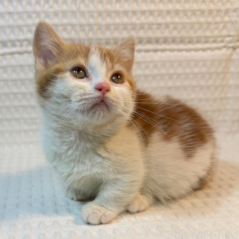 販売中の埼玉県のマンチカン(短足)-135714の6枚目